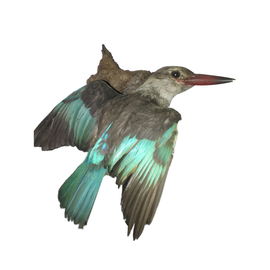 BROWN HOODED KINGFISHER