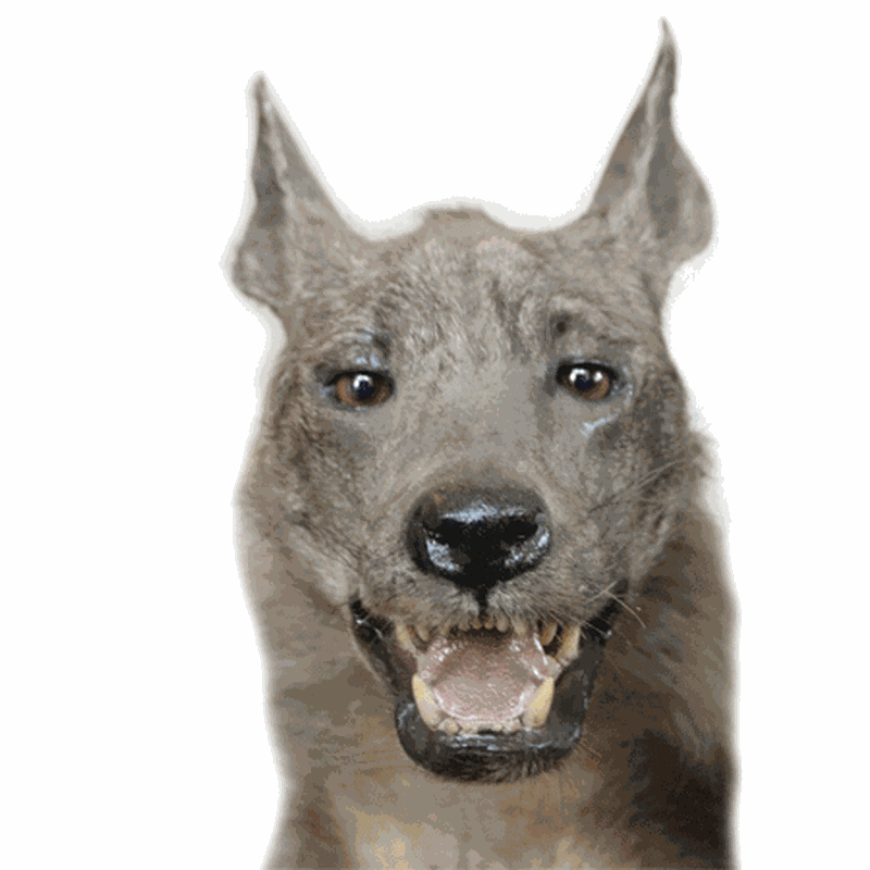 Brown Hyena Full Mount BHF1 - Image 2