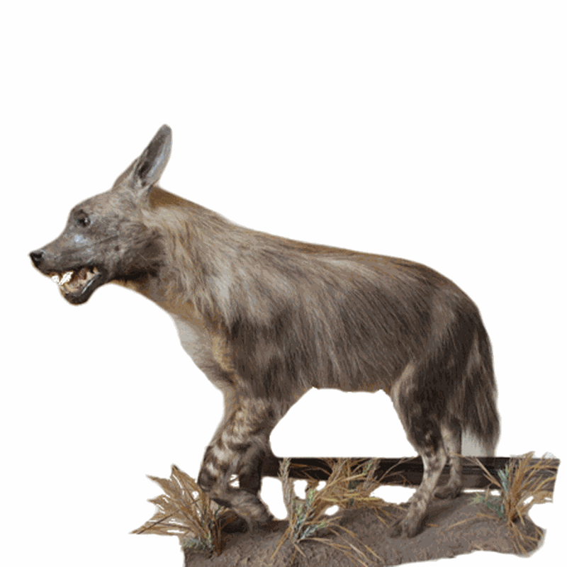 Brown Hyena Full Mount BHF1 - Image 3