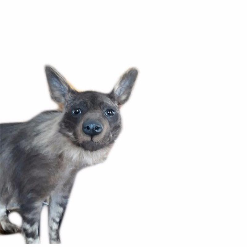 Brown Hyena Full Mount BHM7 - Image 2
