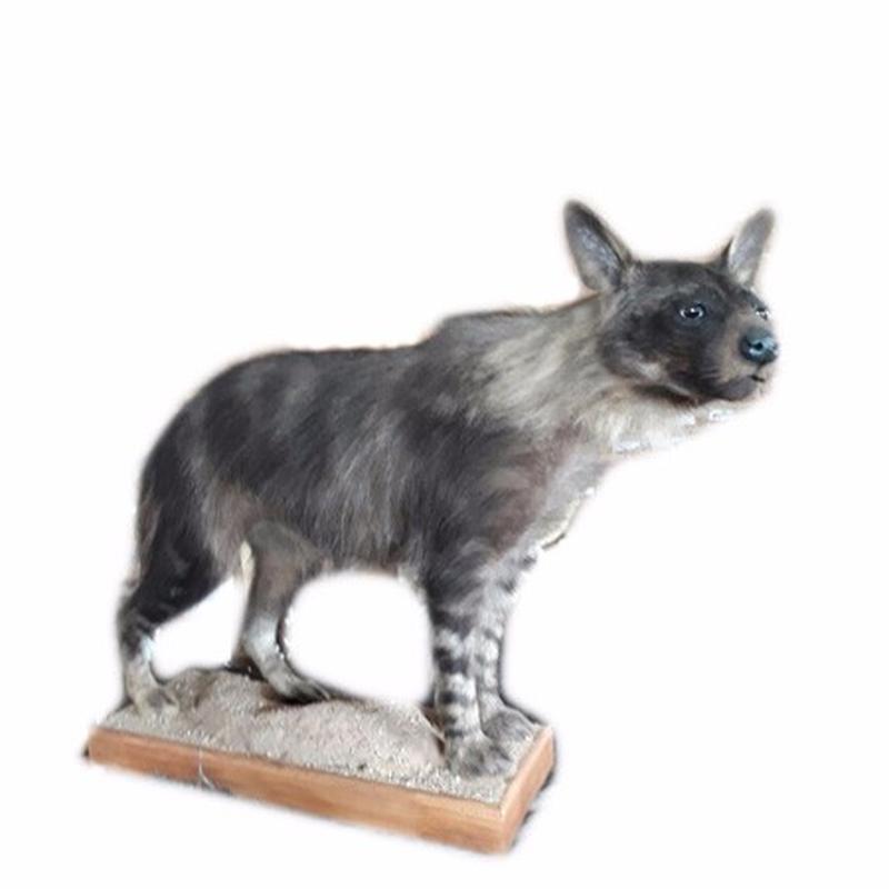 Brown Hyena Full Mount BHM7 - Image 3