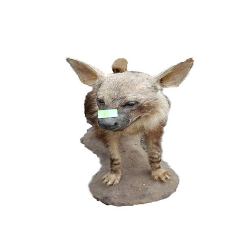 Brown Hyena Full Mount BHM8 - Image 2
