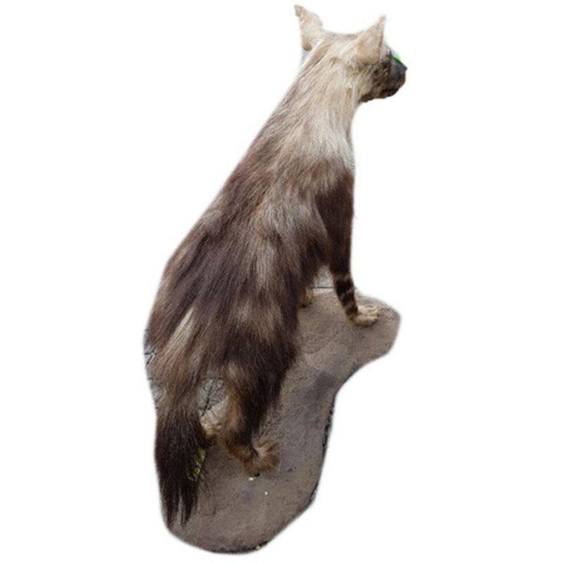 Brown Hyena Full Mount BHM8 - Image 3