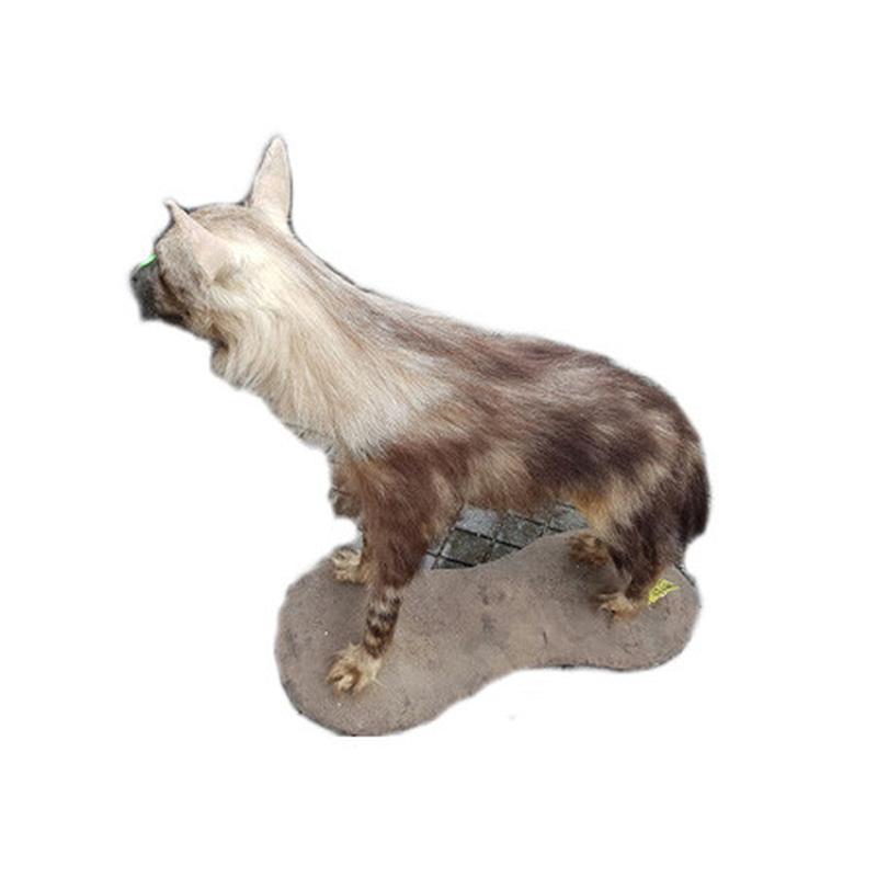 Brown Hyena Full Mount BHM8 - Image 4