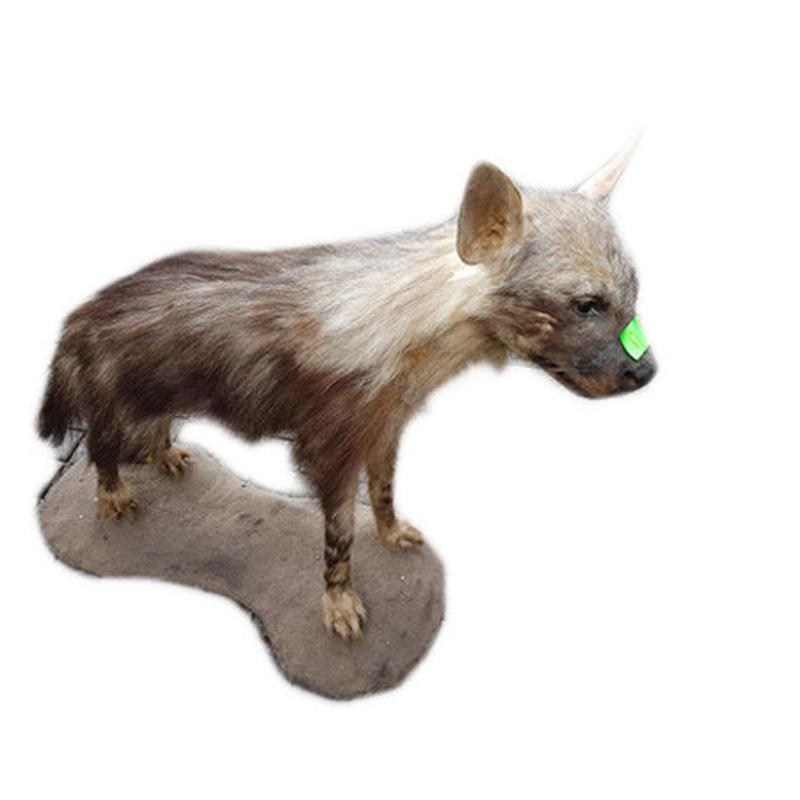 Brown Hyena Full Mount BHM8
