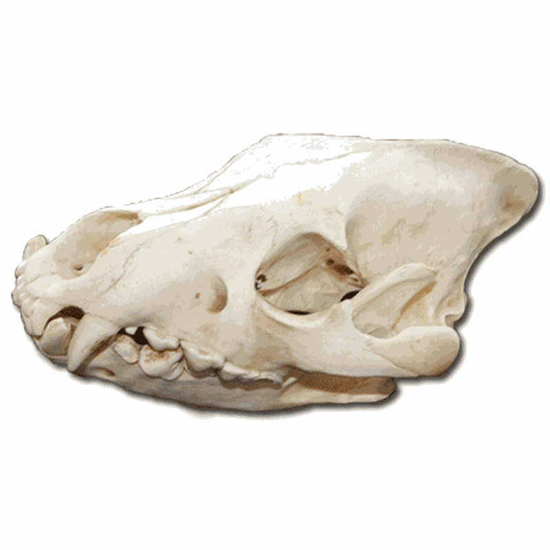 Brown Hyena Skull BH 2 - Image 2