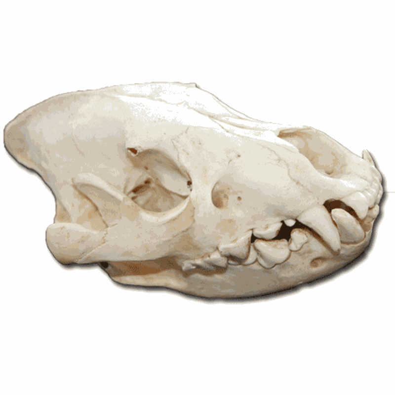 Brown Hyena Skull BH 2