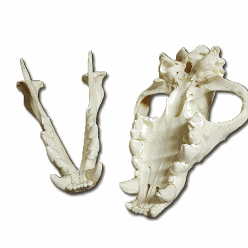 Brown Hyena Skull BH1 - Image 2