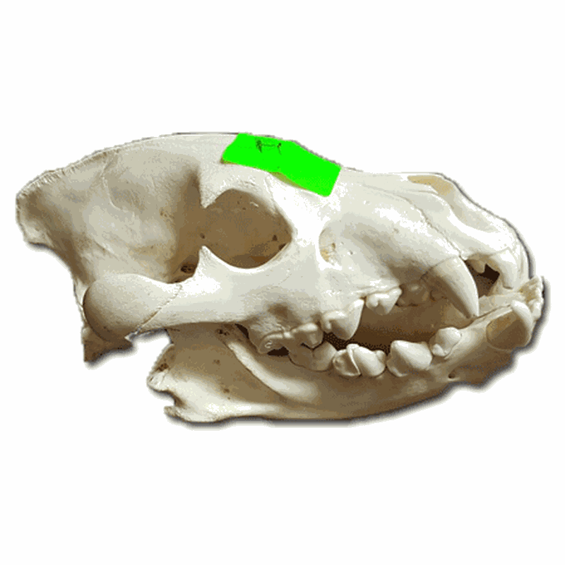 Brown Hyena Skull BH1 - Image 3