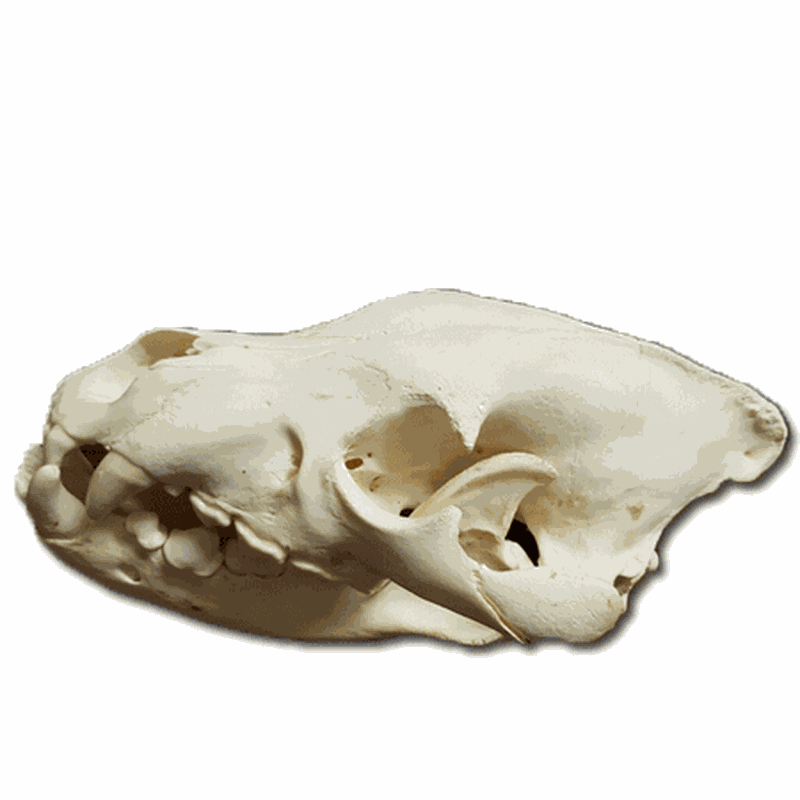 Brown Hyena Skull BH1