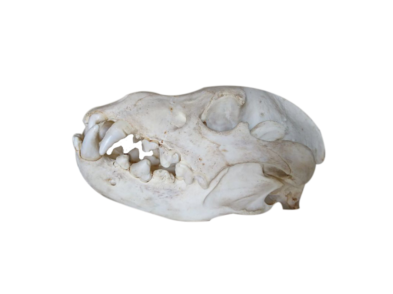 Brown Hyena Skull - BHS3 - Image 2