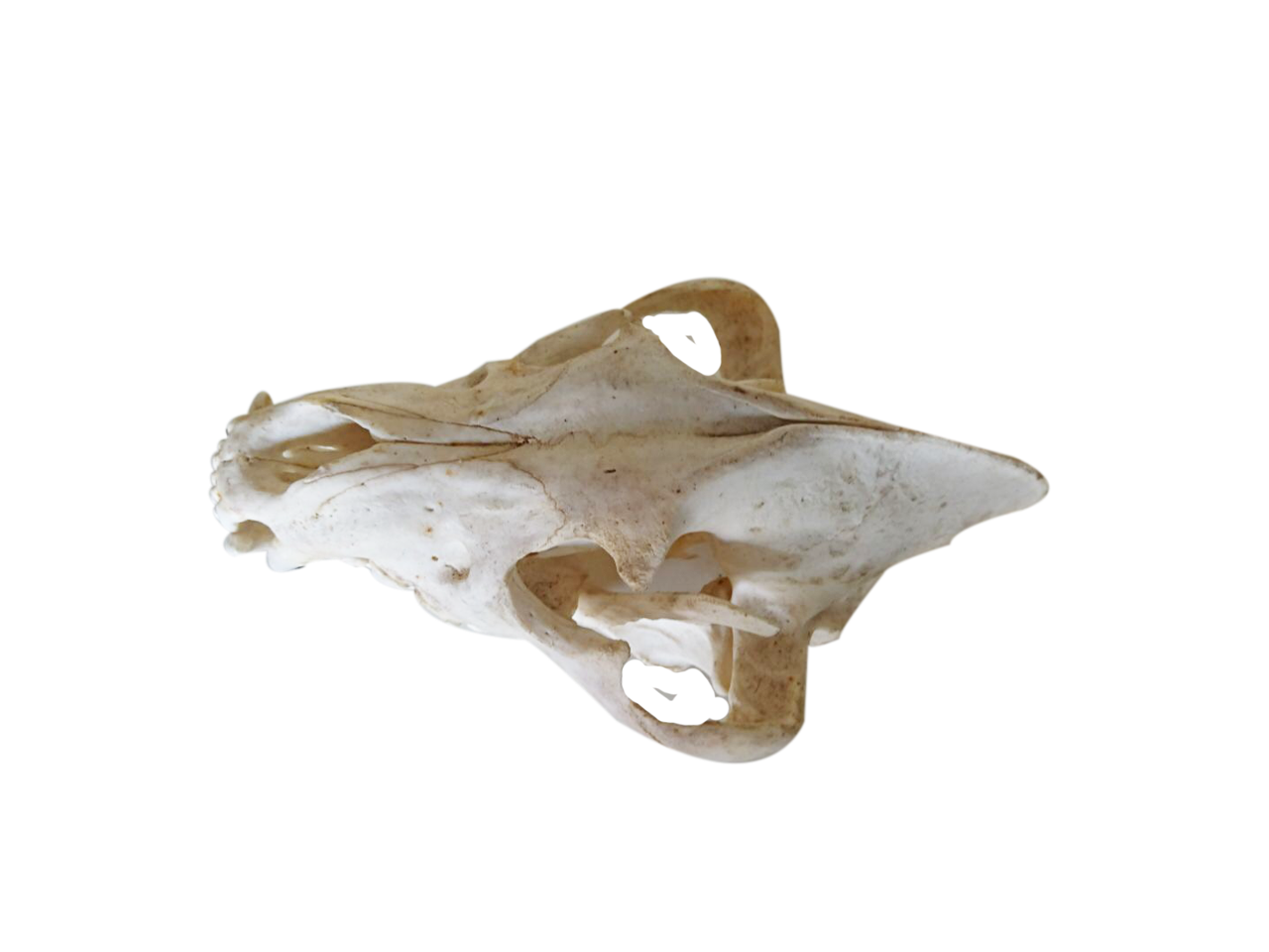 Brown Hyena Skull - BHS3 - Image 3