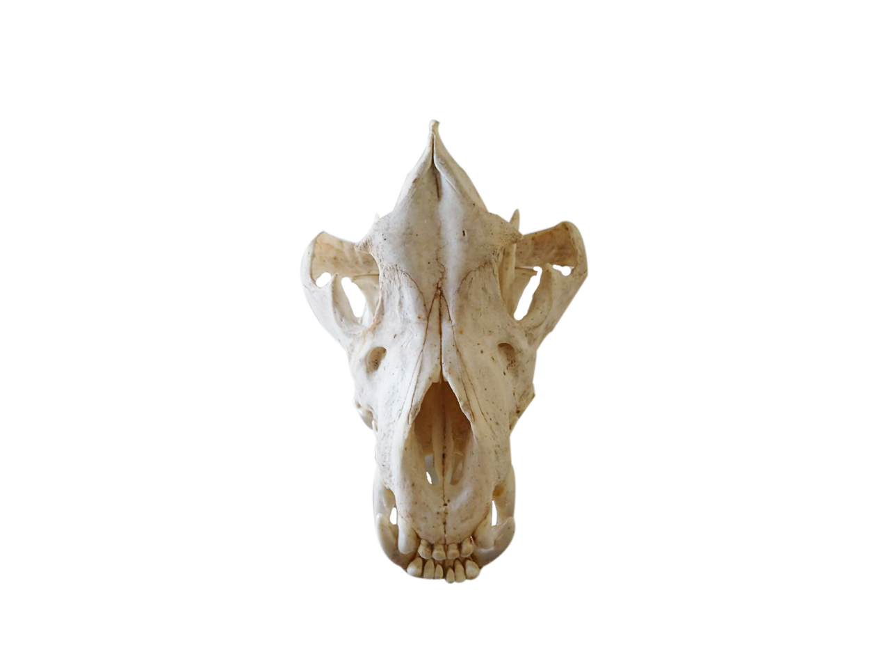 Brown Hyena Skull - BHS3