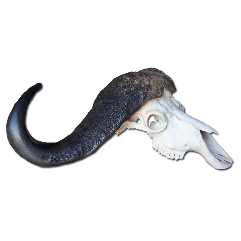 Buffalo Skull - BSF100 - Image 2