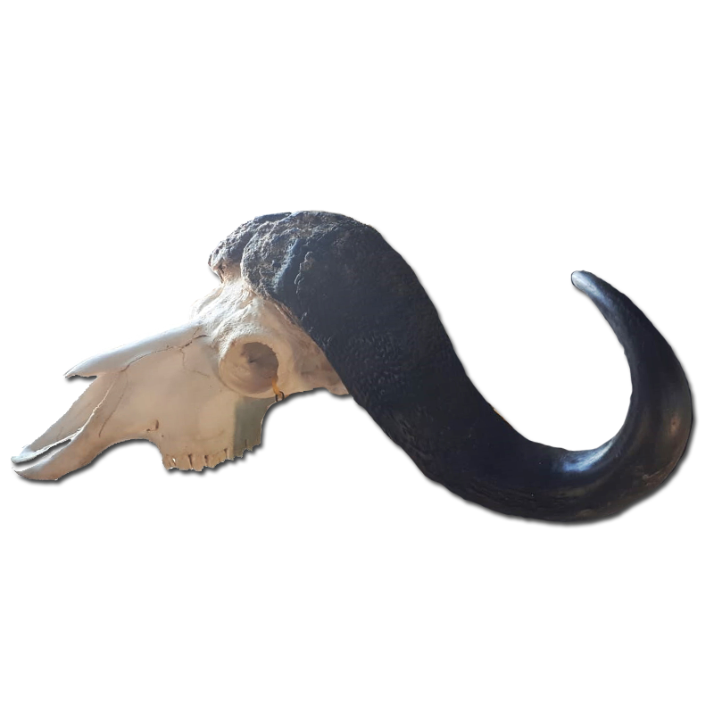 Buffalo Skull - BSF100 - Image 3