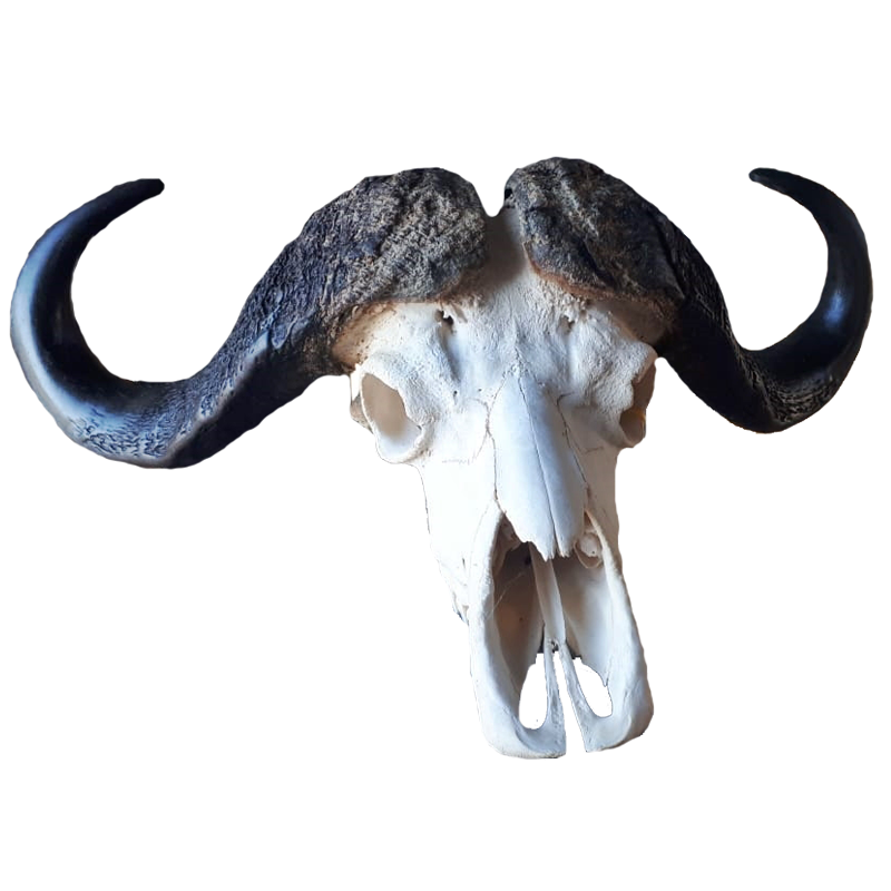 Buffalo Skull - BSF100