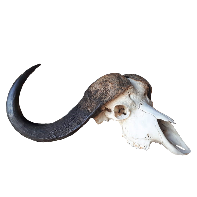 Buffalo Skull - BSH100 - Image 2