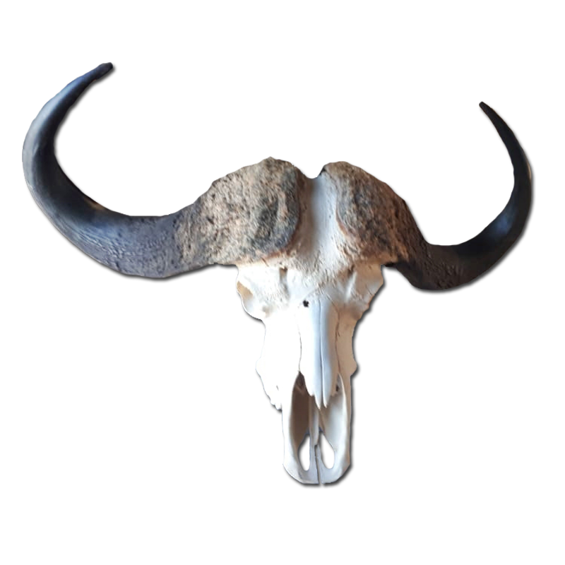 Buffalo Skull - BSH100 - Image 3