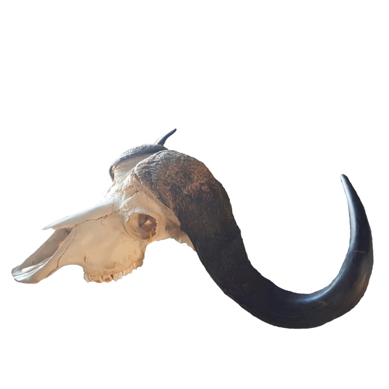Buffalo Skull - BSH100 - Image 4