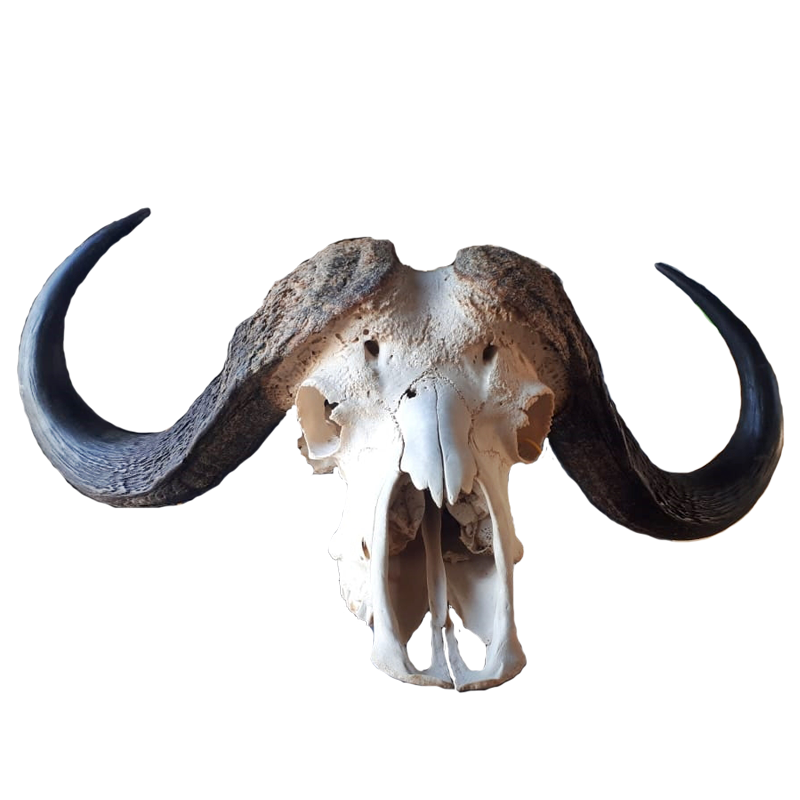 Buffalo Skull - BSH100