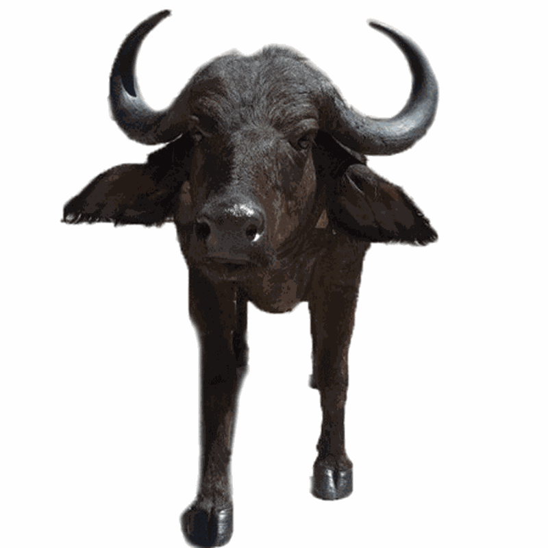 Buffalo Full Mount BFM1 - Image 2