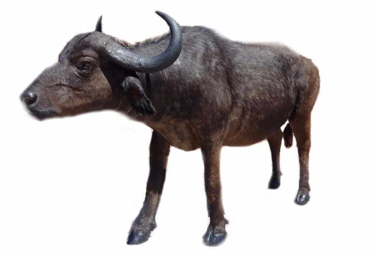 Buffalo Full Mount BFM1 - Image 4