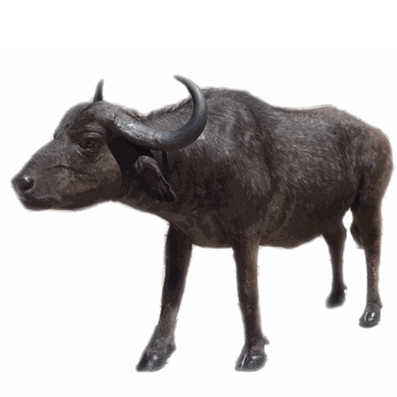 Buffalo Full Mount BFM1