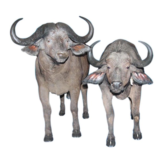 Buffalo Full Mount BFM112 - Image 2