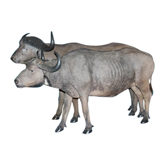 Buffalo Full Mount BFM112 - Image 3
