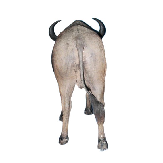 Buffalo Full Mount BFM112 - Image 4