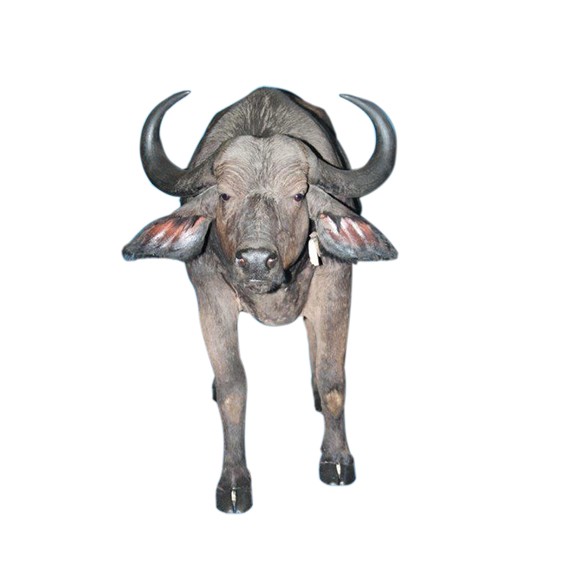 Buffalo Full Mount BFM112 - Image 6