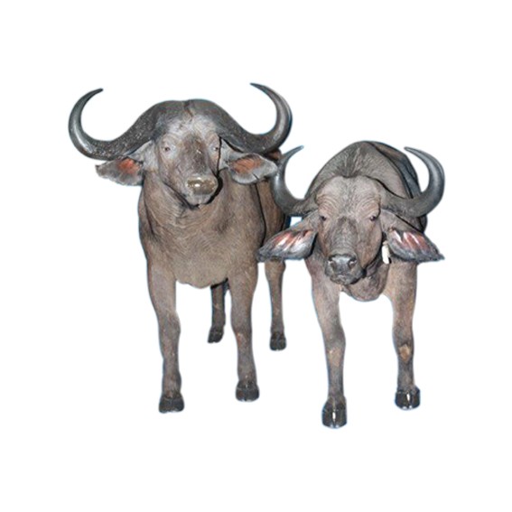 Buffalo Full Mount BFM112 - Image 7