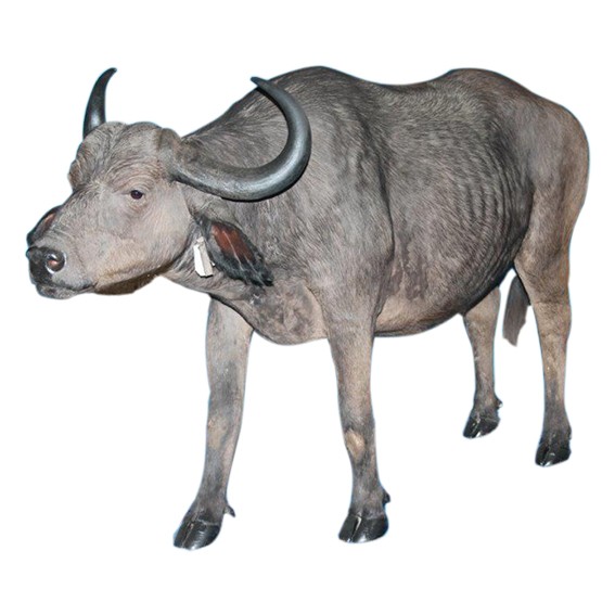 Buffalo Full Mount BFM112