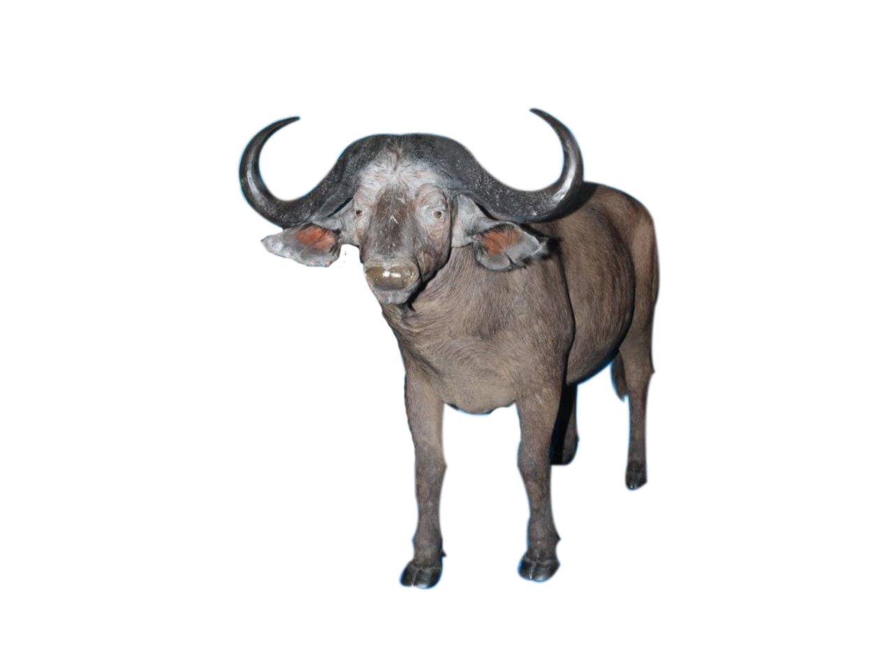 Buffalo Full Mount - BFM2 - Image 2