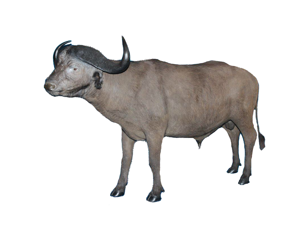 Buffalo Full Mount - BFM2