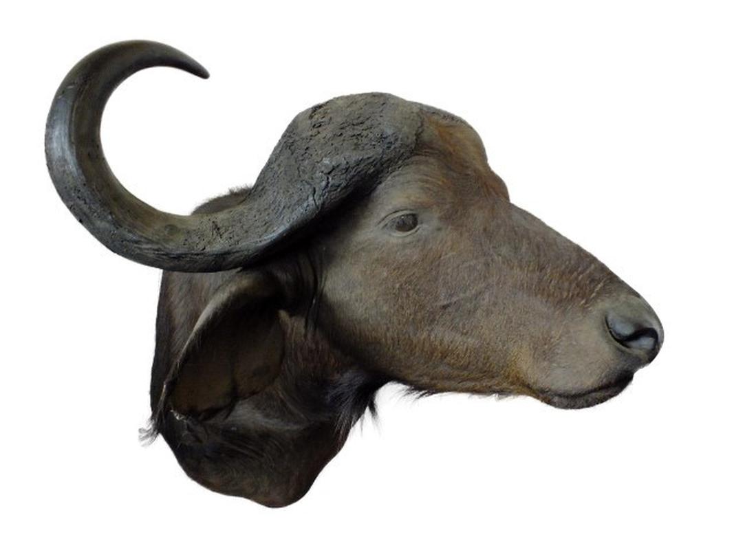 Buffalo Shoulder Mount B2 - Image 2