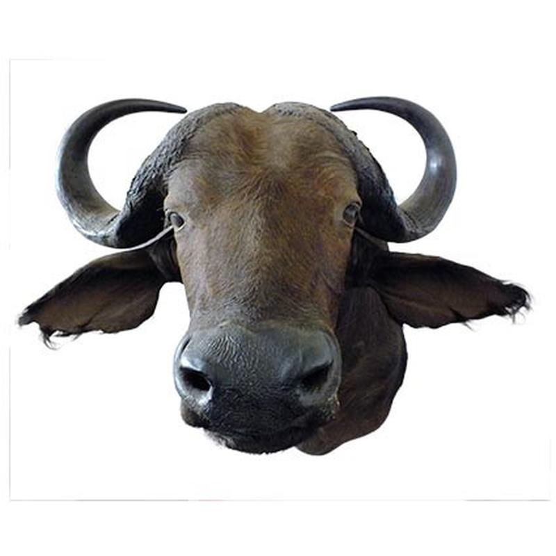 Buffalo Shoulder Mount B2 - Image 3