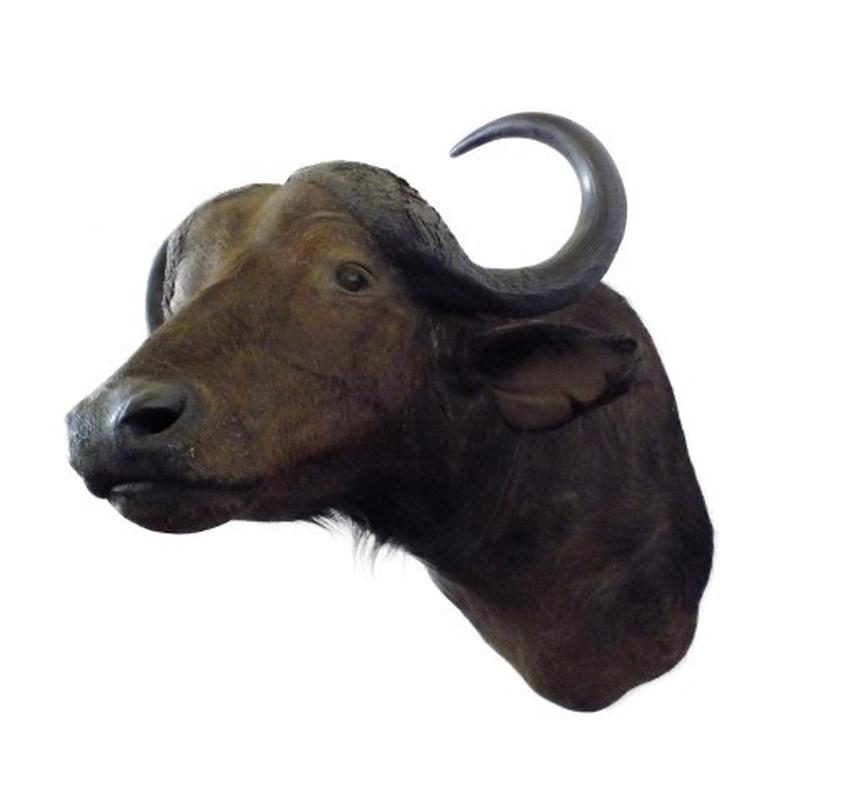Buffalo Shoulder Mount B2 - Image 4