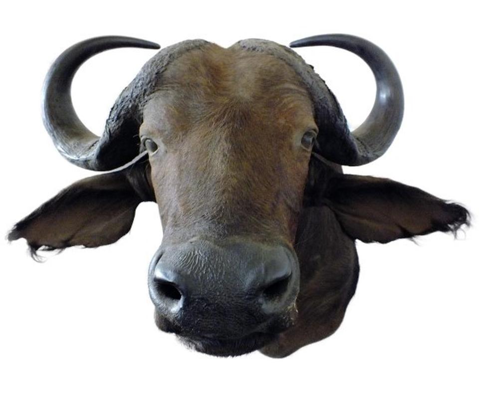 Buffalo Shoulder Mount B2 - Image 5