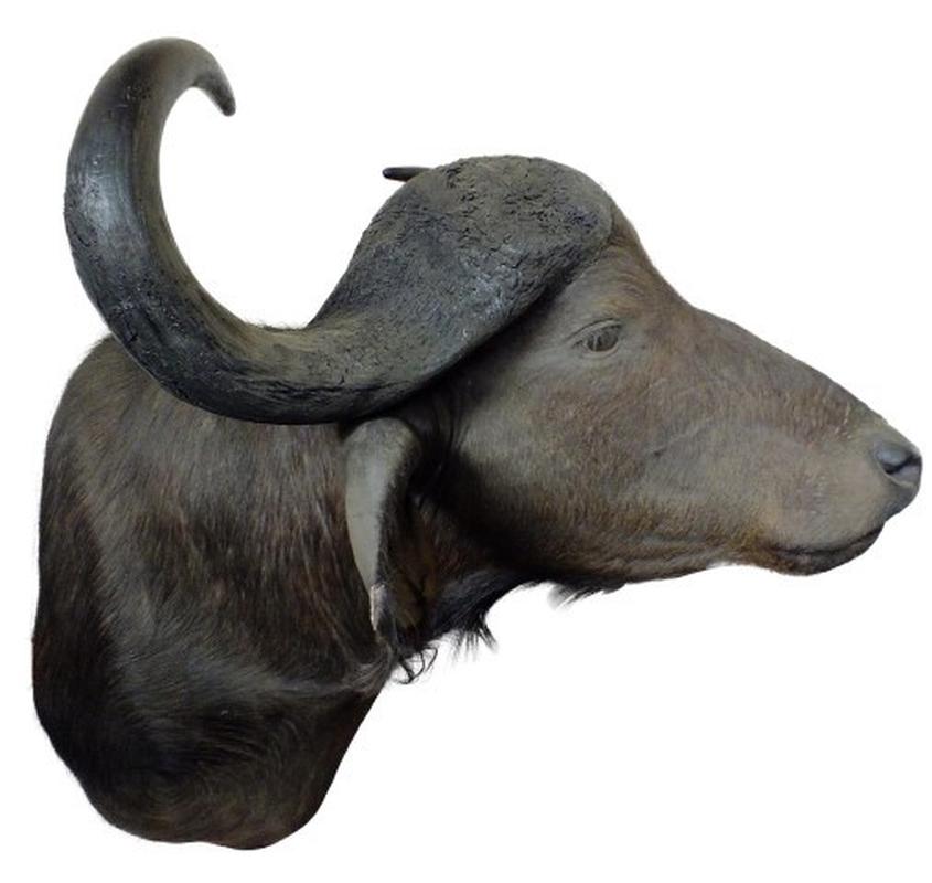 Buffalo Shoulder Mount B2 - Image 6