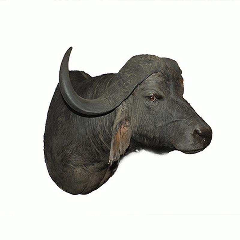Buffalo Shoulder Mount B9 - Image 2