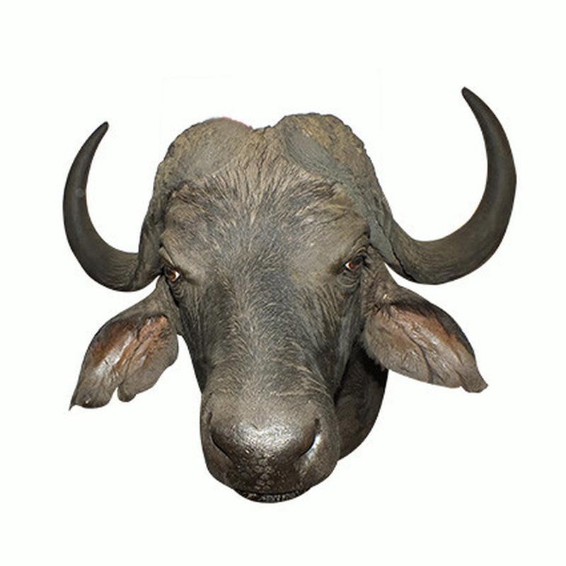 Buffalo Shoulder Mount B9 - Image 3