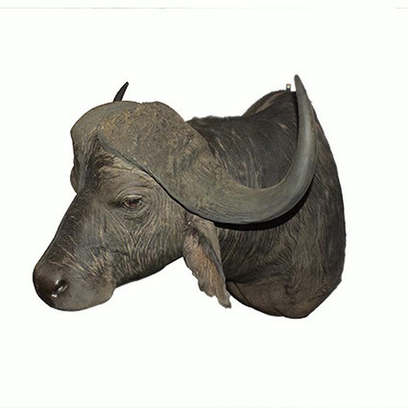 Buffalo Shoulder Mount B9 - Image 4
