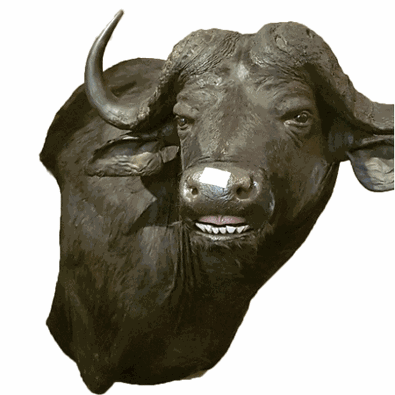 Buffalo Shoulder Mount BS1 - Image 2