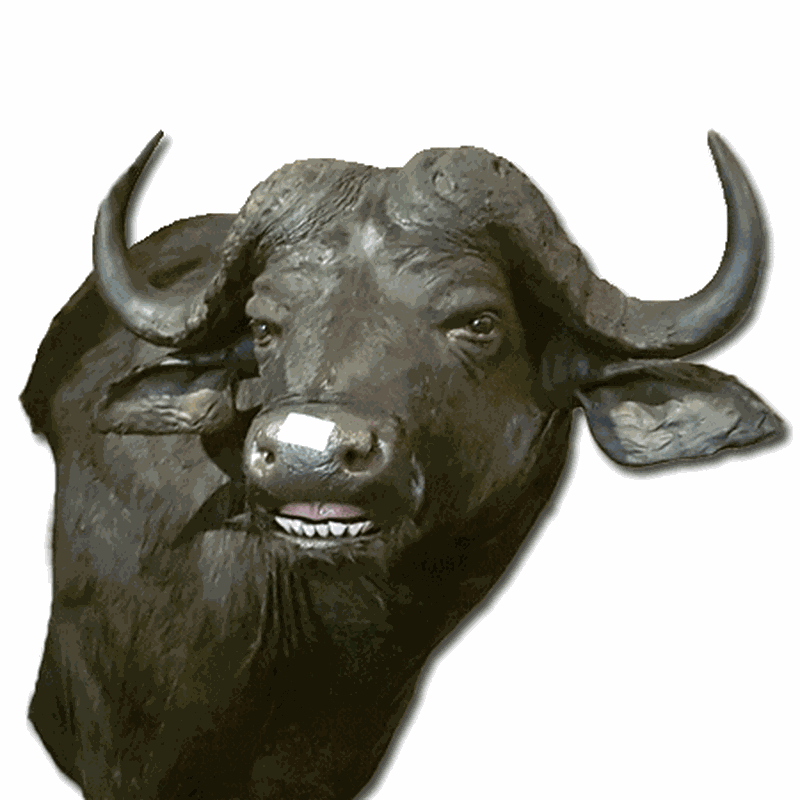 Buffalo Shoulder Mount BS1