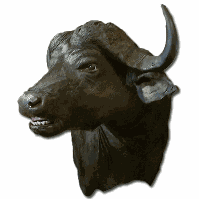 Buffalo Shoulder Mount BS2 - Image 2