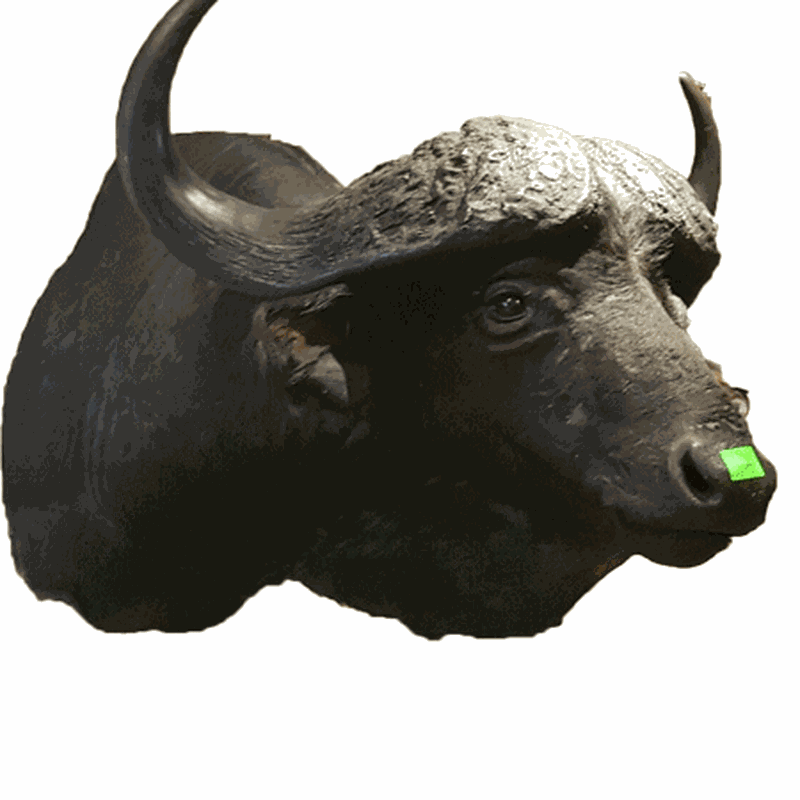 Buffalo Shoulder Mount BS2 - Image 3