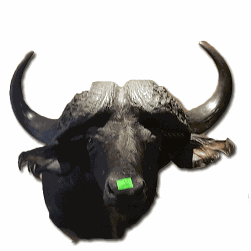 Buffalo Shoulder Mount BS2