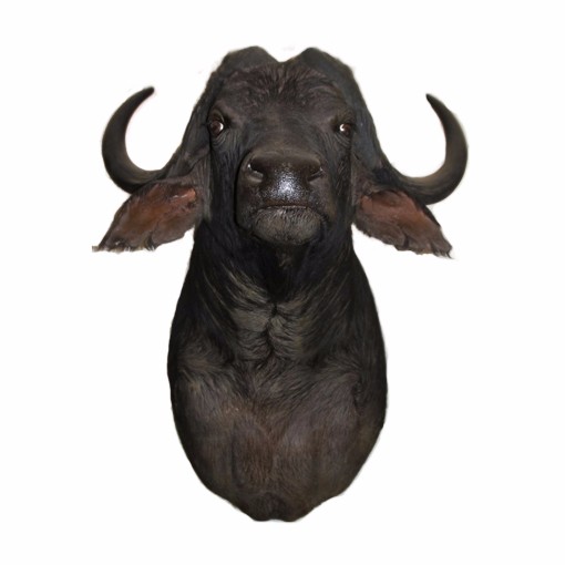 Buffalo Shoulder Mount BSM01 - Image 2