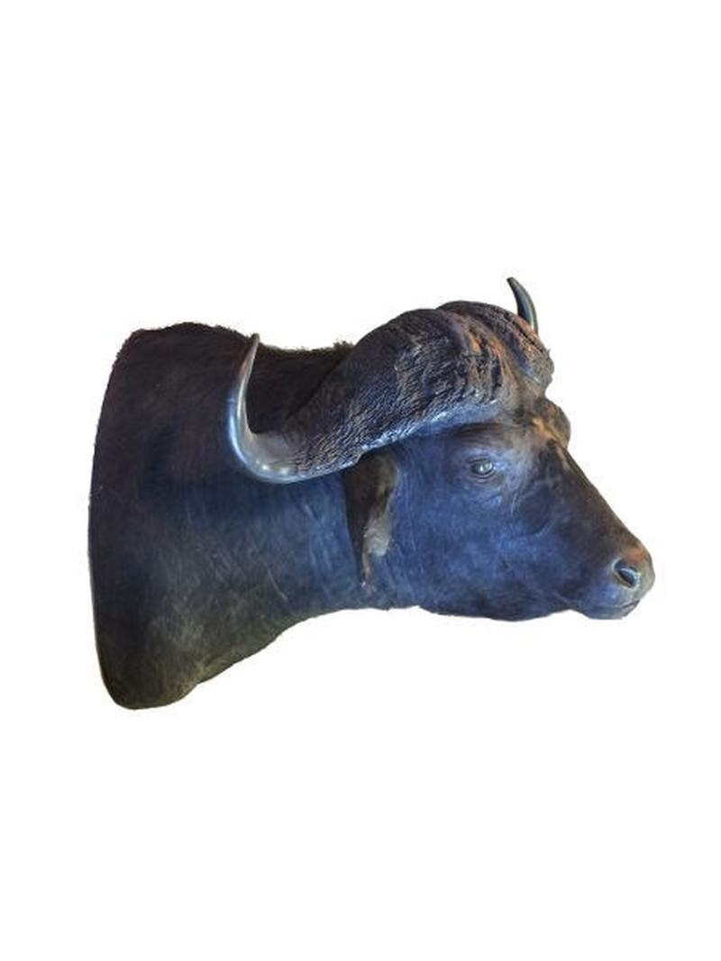 Buffalo Shoulder Mount For Sale B1 - Image 2